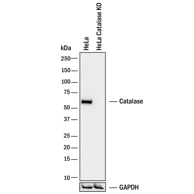 Western Blot Shows Human Catalase Antibody Specificity by Using Knockout Cell Line.