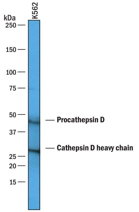Detection of Human Cathepsin D antibody by Western Blot.