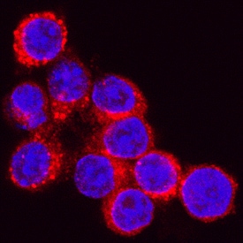 Cathepsin D antibody in RAW 264 by Immunocytochemistry (ICC).7 Mouse Cell Line by Immunocytochemistry (ICC).