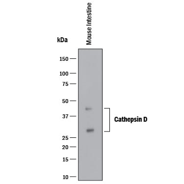Detection of Mouse Cathepsin D antibody by Western Blot.