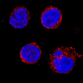 Cathepsin D antibody in U937 Human Cell Line by Immunocytochemistry (ICC).