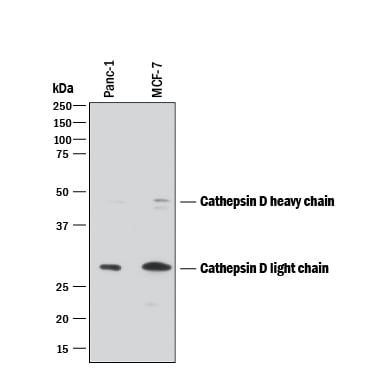 Detection of Human Cathepsin D antibody by Western Blot.