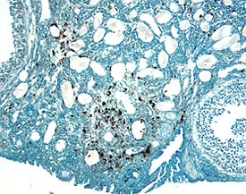 Cathepsin H antibody in Mouse Ovary by Immunohistochemistry (IHC-Fr).