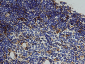 Cathepsin L antibody in Mouse Thymus by Immunohistochemistry (IHC-Fr).