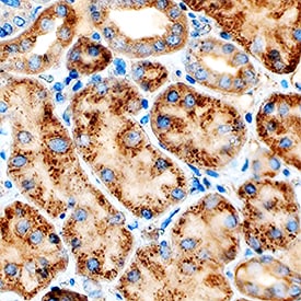 Cathepsin L antibody in Human Kidney by Immunohistochemistry (IHC-P).