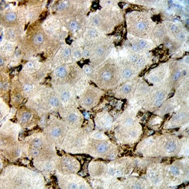Caveolin-1 antibody in Human Liver by Immunohistochemistry (IHC-P).