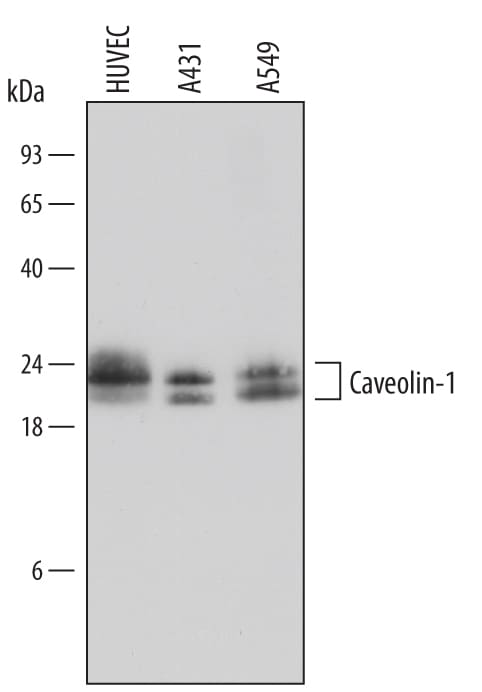 Detection of Human Caveolin-1 antibody by Western Blot.