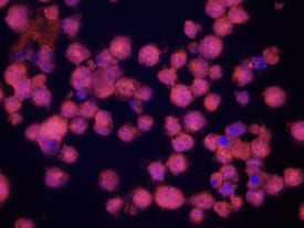 Caveolin‑2 antibody in Human K562 Cells by Immunocytochemistry (ICC).