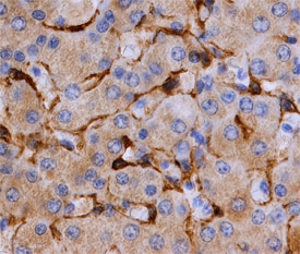Caveolin‑2 antibody in Human Liver by Immunohistochemistry (IHC-P).