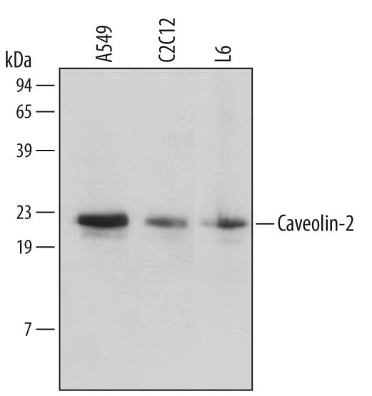 Detection of Human/Mouse/Rat Caveolin‑2 antibody by Western Blot.