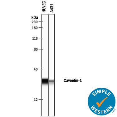 Detection of Human Caveolin‑1 antibody by Simple WesternTM.