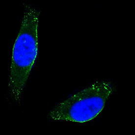 Caveolin-2 antibody in HeLa Human Cell Line by Immunocytochemistry (ICC).
