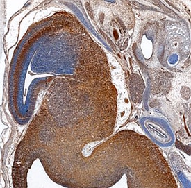 Ccd1/DIXDC1 antibody in Mouse Embryo by Immunohistochemistry (IHC-Fr).