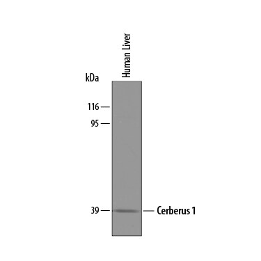 Detection of Human Cerberus 1 antibody by Western Blot.