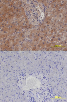 Cerberus 1 antibody in Human Liver by Immunohistochemistry (IHC-P).