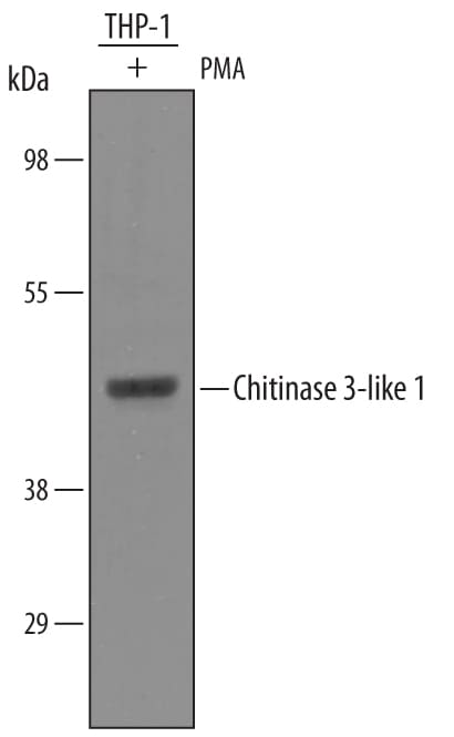 Detection of Human Chitinase 3-like 1 antibody by Western Blot.