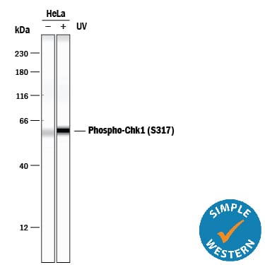 Detection of Human Phospho-Chk1 (S317) antibody by Simple WesternTM.