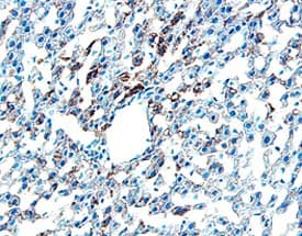 Chordin antibody in Mouse Liver by Immunohistochemistry (IHC-Fr).