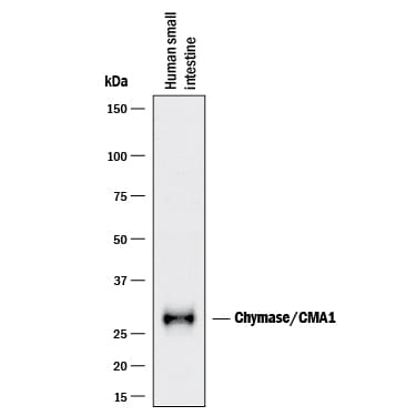 Detection of Human Chymase/CMA1 antibody by Western Blot.