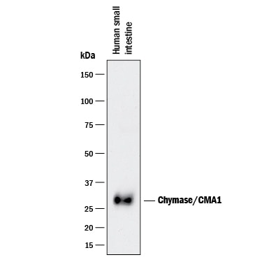 Detection of Human Chymase/CMA1 antibody by Western Blot.