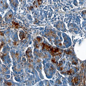 Chymotrypsin C/CTRC antibody in Human Pancreas by Immunohistochemistry (IHC-P).