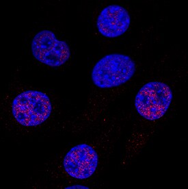 Cited-2 antibody in C2C12 Mouse Cell Line by Immunocytochemistry (ICC).