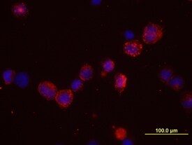 Claudin-12 antibody in NS0 Mouse Cell Line transfected with human Claudin-12