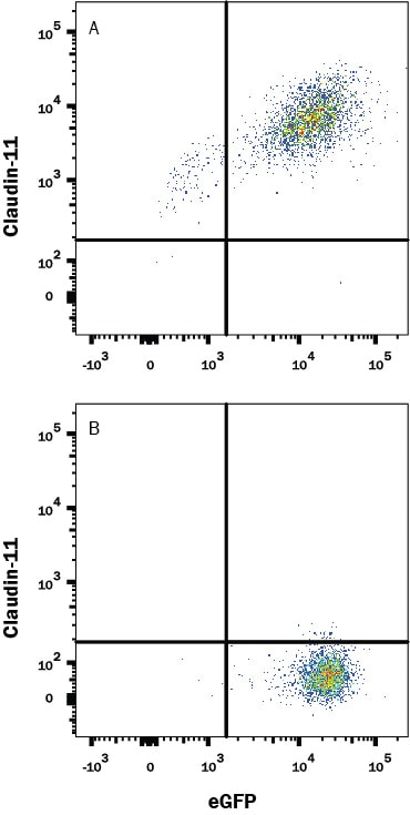 Detection of Claudin-11 antibody in HEK293 Human Cell Line Transfected with Human Claudin-11 and eGFP antibody by Flow Cytometry.