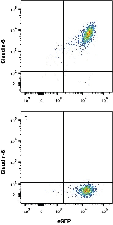 Detection of Claudin-6 antibody in HEK293 Human Cell Line Transfected with Human Claudin-6 and eGFP antibody by Flow Cytometry.