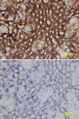 Clusterin antibody in Mouse Liver by Immunohistochemistry (IHC-Fr).