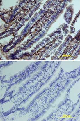 Clusterin antibody in Mouse Intestine by Immunohistochemistry (IHC-Fr).