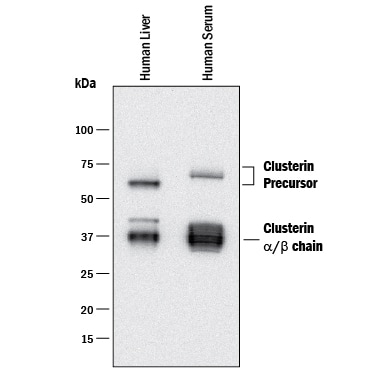 Detection of Human Clusterin antibody by Western Blot.