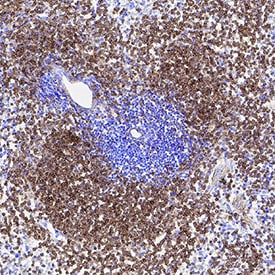 Clusterin antibody in Mouse Spleen by Immunohistochemistry (IHC-Fr).