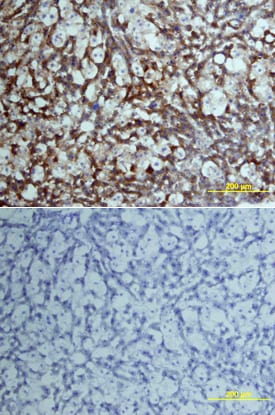 Coagulation Factor VII antibody in Mouse Liver by Immunohistochemistry (IHC-Fr).