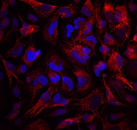 Collagen IV a1 antibody in T98G Human Cell Line by Immunocytochemistry (ICC).