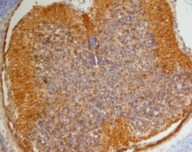 Collagen XIII a1 antibody in Mouse Embryo by Immunohistochemistry (IHC-Fr).