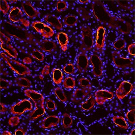 Collectrin antibody in Mouse Kidney by Immunohistochemistry (IHC-Fr).