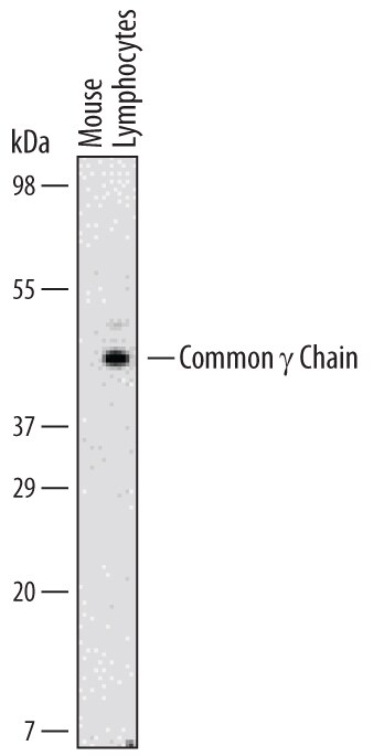 Detection of Mouse Common ? Chain/IL-2 R? antibody by Western Blot.
