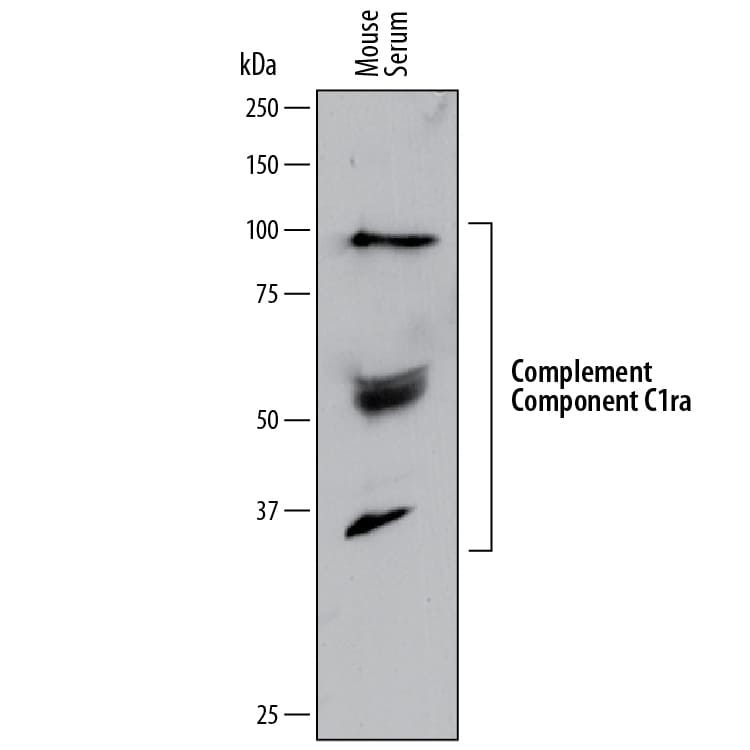 Detection of Mouse Complement Component C1ra antibody by Western Blot.