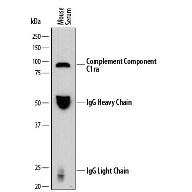 Detection of Mouse Complement Component C1ra antibody by Western Blot.