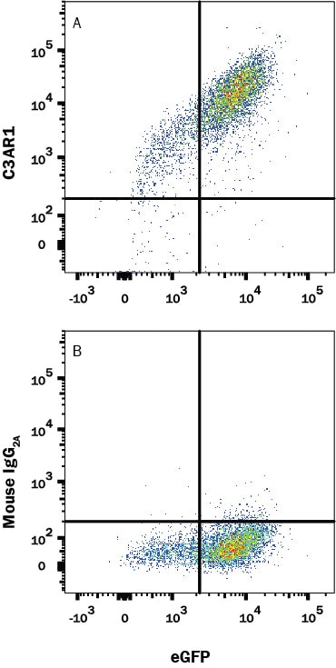Detection of C3a R antibody in HEK293 Human Cell Line Transfected with Human C3a R and eGFP antibody by Flow Cytometry.