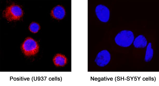 Complement Component C5aR1 antibody in U937 Human Cell Line by Immunocytochemistry (ICC).
