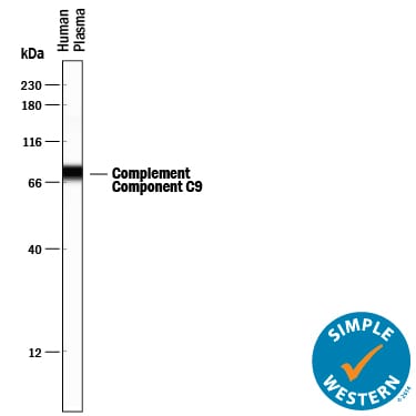 Detection of Human Complement Component C9 antibody by Simple WesternTM.