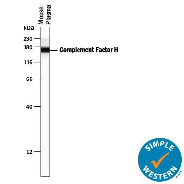 Detection of Mouse Complement Factor H antibody by Simple WesternTM.