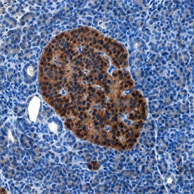 Complexin-1/2 antibody in Human Pancreas by Immunohistochemistry (IHC-P).