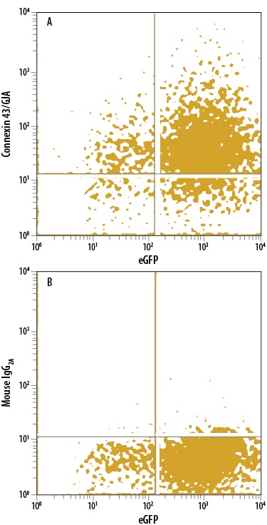 Detection of Connexin 43/GJA1 antibody in HEK293 Human Cell Line Transfected with Human Connexin 43/GJA1 and eGFP antibody by Flow Cytometry.