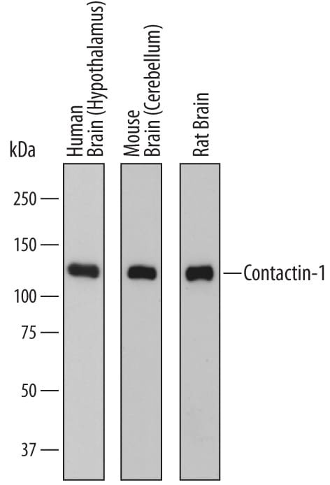 Detection of Human, Mouse, and Rat Contactin-1 antibody by Western Blot.