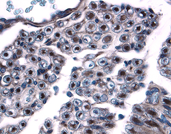 Contactin‑1 antibody in Human Dorsal Root Ganglia by Immunohistochemistry (IHC-P).