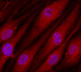 Contactin-3 antibody in bEnd by Immunocytochemistry (ICC).3 Mouse Cell Line by Immunocytochemistry (ICC).