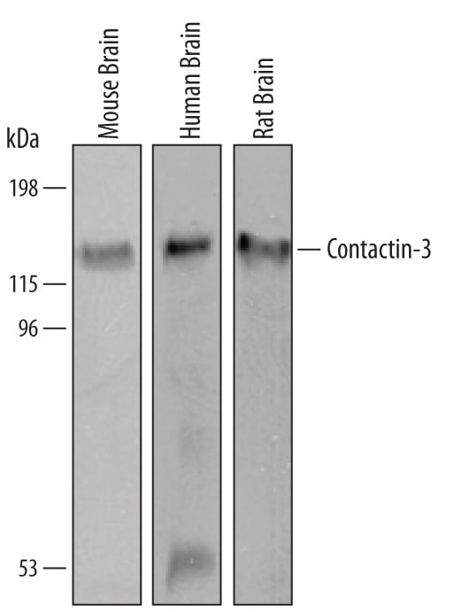 Detection of Human/Mouse/Rat Contactin‑3 antibody by Western Blot.